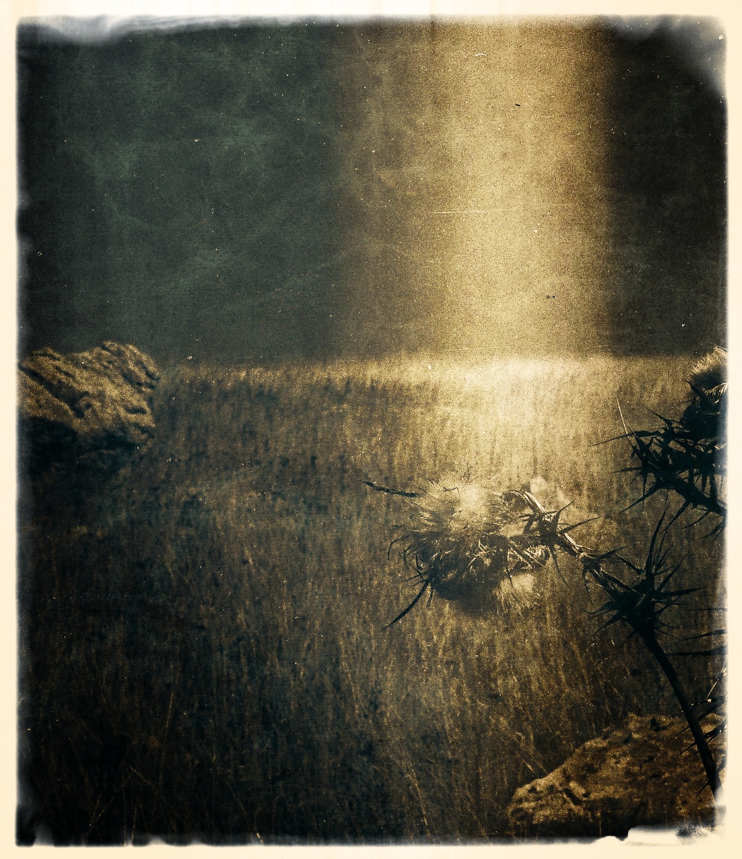 Sunlight falling across dark water, with silhouetted plants and a weathered film border